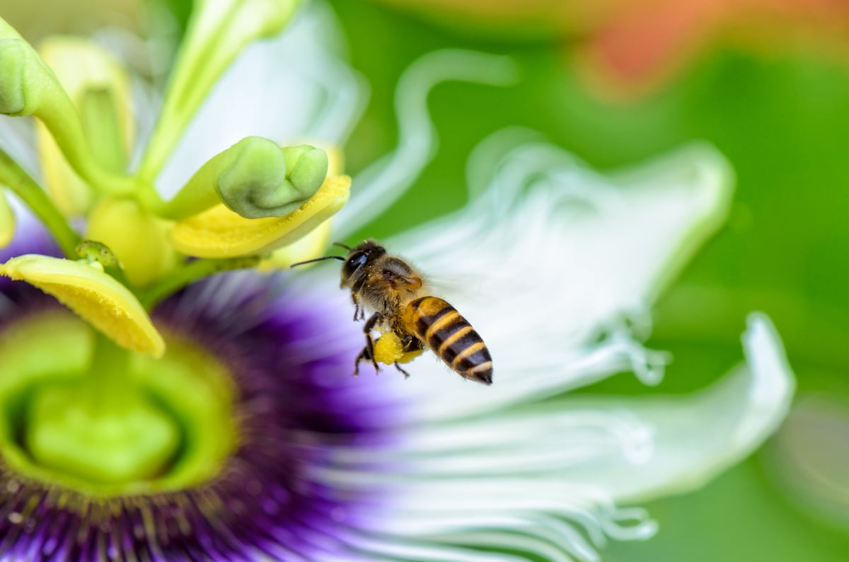 Bee flying over flower