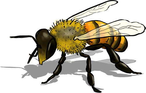 Demodia Bee